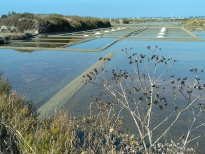 Le maceron, poivre des marais